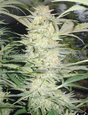 Семена Medical Seeds White Widow