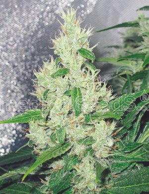 Семена Medical Seeds Y Griega (Феминизированные)