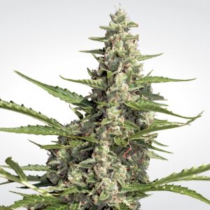 Семена Paradise Seeds Pandora (Автоцветущие феминизированные)