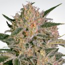 Paradise Seeds Nebula ll CBD (Феминизированные)