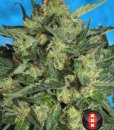 Serious Seeds White Russian #1 (Автоцветущие феминизированные)
