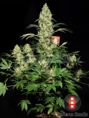 Семена Serious Seeds AK-47 (Феминизированные)