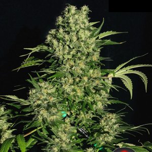 Семена Serious Seeds Chronic (Феминизированные)