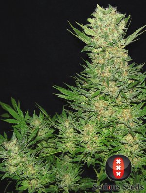 Семена Serious Seeds Double Dutch