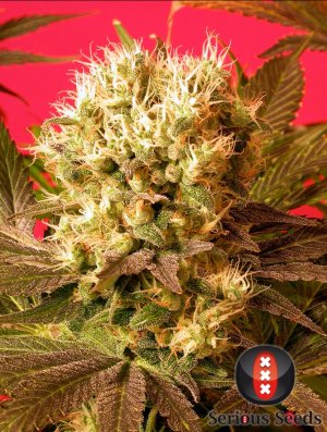 Семена Serious Seeds Motavation (Обычные)