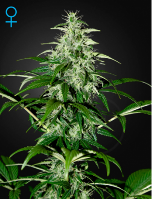 Семена Green House Seed Co. Kalashnikova Auto (Автоцветущие феминизированные)