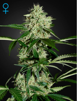 Семена Green House Seed Co. Northern Lights Auto