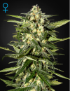 Green House Seed Co. Jack Herer Auto (Автоцветущие феминизированные)