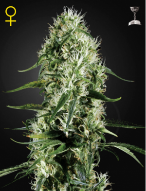 Семена Green House Seed Co. Super Silver Haze (Феминизированные)