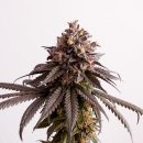 Kannabia Seeds Gelato-K (Феминизированные)