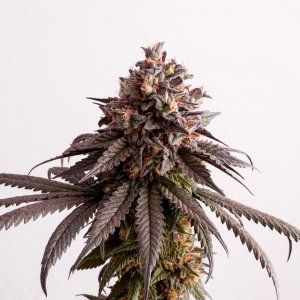 Семена Kannabia Seeds Gelato-K