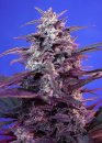 Sweet Seeds Bloody Skunk Auto ® (Автоцветущие феминизированные)
