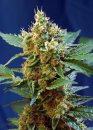 Sweet Seeds Cream Mandarine XL Auto ® (Автоцветущие феминизированные)