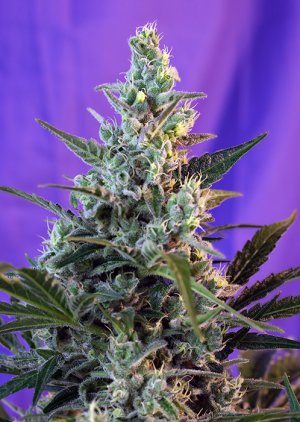 Семена Sweet Seeds Sweet Skunk F1 Fast Version ®