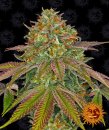 Barney's Farm Seeds Wedding Cake (Феминизированные)