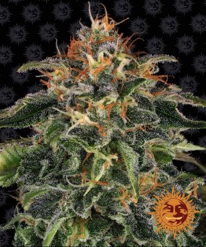 Семена Barney's Farm Seeds Moby Dick (Феминизированные)