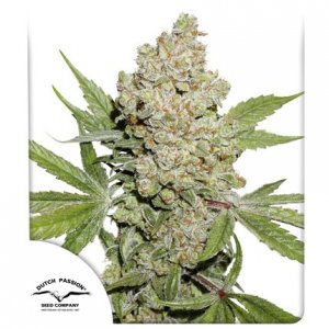 Семена Dutch Passion Seeds Auto Lemon Kix (Автоцветущие феминизированные)