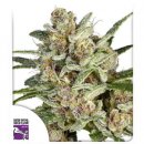 Dutch Passion Seeds Super Mad Sky Floater (Феминизированные)