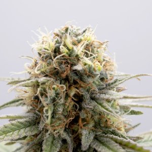 Семена Kannabia Seeds GSC (Феминизированные)