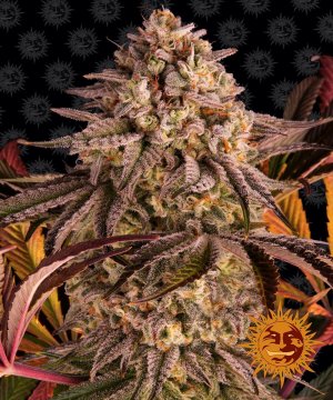 Семена Barney's Farm Seeds Blue Sunset Sherbert (Феминизированные)