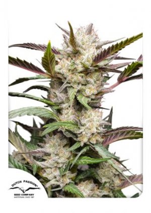 Семена Dutch Passion Seeds Auto Mimosa Punch (Автоцветущие феминизированные)