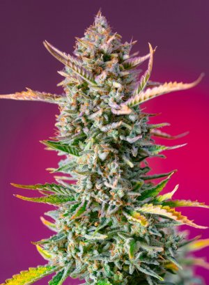 Семена Sweet Seeds Gorilla Sherbet F1 Fast Version ® (Феминизированные)