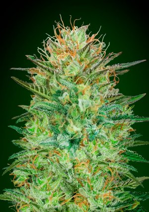 Семена 00 Seeds Auto Sweet Critical (Автоцветущие феминизированные)
