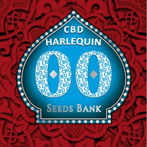 Семена 00 Seeds Harlequin CBD (Феминизированные)