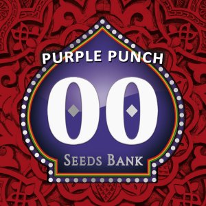 Семена 00 Seeds Purple Punch (Феминизированные)