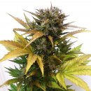 Flash Seeds Cobra (Автоцветущие обычные)