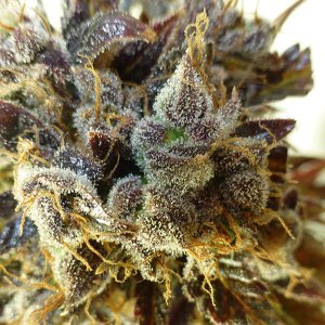 Семена Flash Seeds Purple Mazar (Автоцветущие феминизированные)