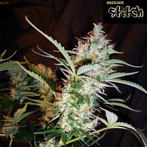 Семена Flash Seeds Russian Haze