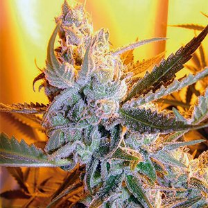 Семена Flash Seeds Heaven’s Haze (Автоцветущие феминизированные)