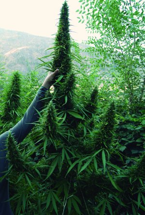 Семена Flash Seeds Strawberry Mango Haze (Автоцветущие обычные)