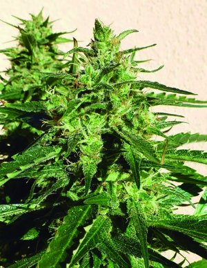 Семена Flash Seeds Amazing Cherry (Автоцветущие феминизированные)