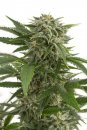 Dinafem Seeds Bubba Kush (Автоцветущие феминизированные)