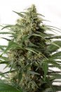Dinafem Seeds Moby Dick XXL (Автоцветущие феминизированные)
