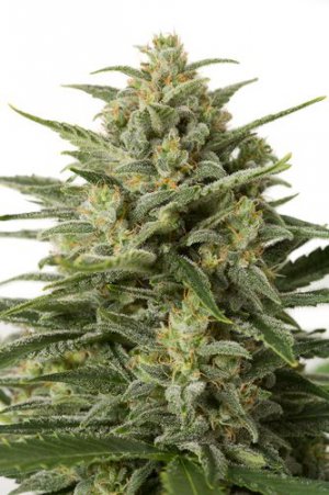 Семена Dinafem Seeds White Widow XXL (Автоцветущие феминизированные)
